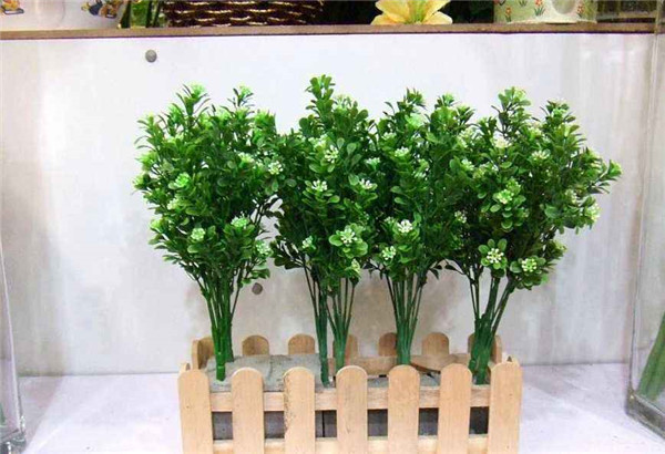 植物净化室内空气.jpg 植物净化室内空气.jpg